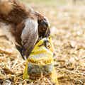 Standlee Grazlee Banana Goat Treats